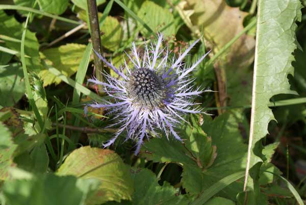 distel.jpg - Distel