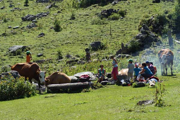 grillplatz_kuehe.jpg - Die Tiere sind völlig unbeeindruckt ...