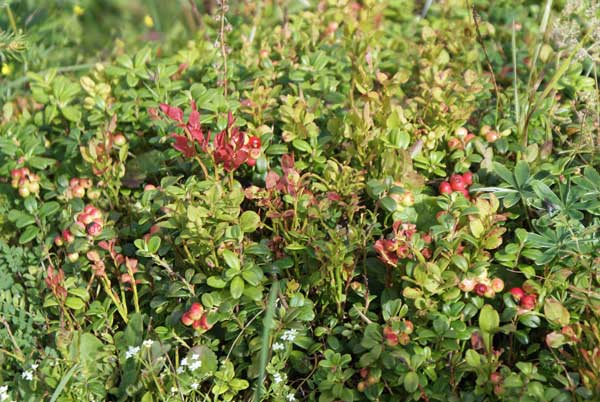 heidelbeeren.jpg - Heidelbeeren - aber leider noch nicht reif