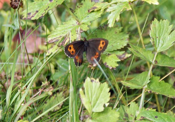 schmetterling.jpg