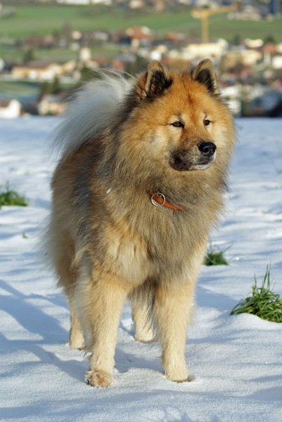 20_front_steh.jpg - Legro - stolzer Bursche