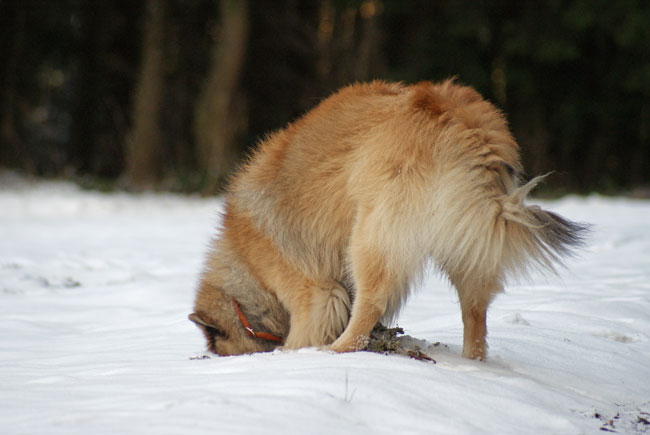 24_mausjagd.jpg - Legro auf Mäusejagd