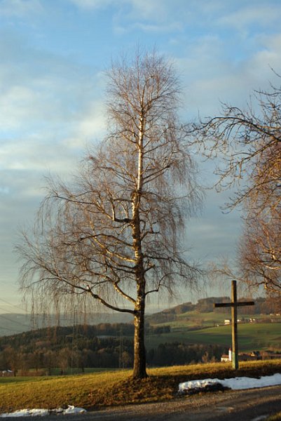 32_baum.jpg
