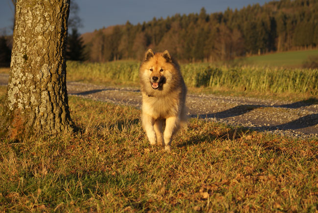 35_abendsonne.jpg - Jaaaa, komm schnell!