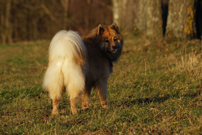 36_zuruecksehen.jpg - Blick zurück zu Frauchen