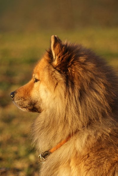 40_portrait_seitlich.jpg - ... die Sonne lässt Legro ...