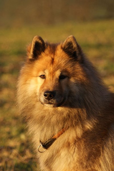 41_abendsonne_front.jpg - ... so richtig dunkel-golden leuchten