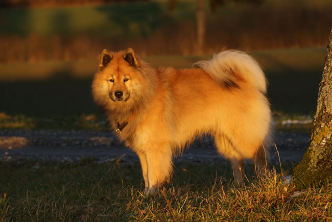58_in_der_abendsonne.jpg - Goldener Legro...