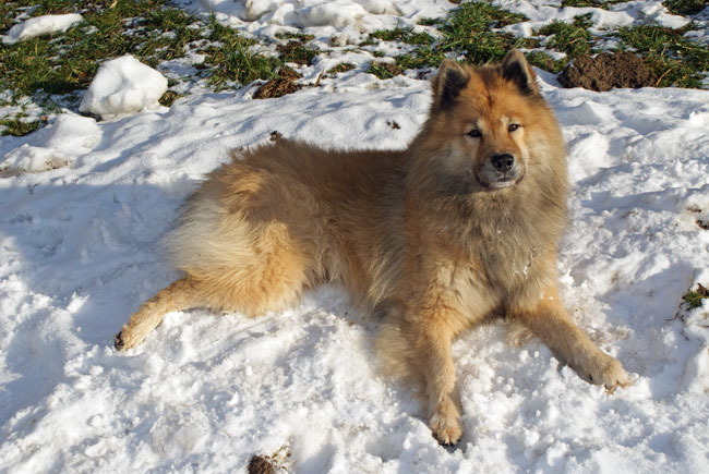 9_kameraflirt.jpg - Wenn schon posieren, dann aber im Schnee!
