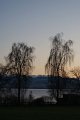 70_trauerweiden
