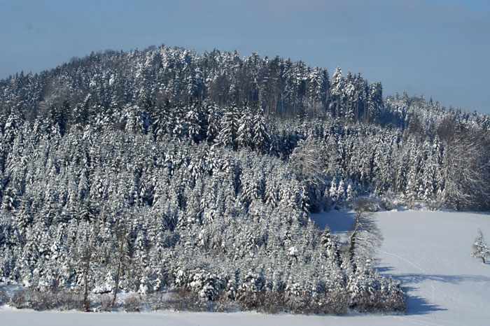 DSC06933.jpg - Winterwald