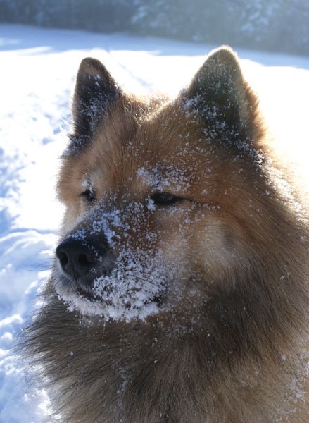 DSC06954.jpg - Puderzucker-Eurasier