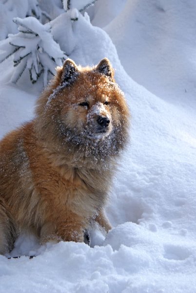 DSC06986.jpg - So sieht man nach einem Schneetaucher aus