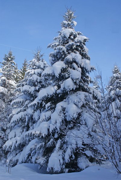 DSC07000.jpg - So sollte es an Weihnachten aussehen