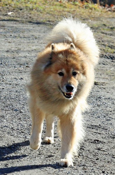 IMG_5534.jpg - Legro ist auch mit dabei