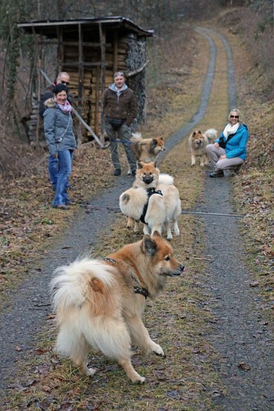 IMG_5701.jpg - Legro, dahinter Gwen und Okelani und ganz hinten Kimbo und Limbo