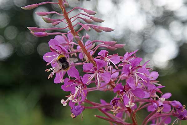 blume_biene.jpg - Blütenpracht mit geflügeltem Besucher