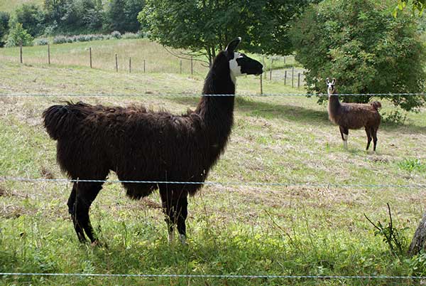 lamas.jpg - Woll-Lieferanten