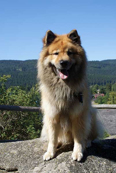legro_aussicht1.jpg - Legro posiert auf dem Aussichtsturm
