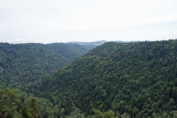 noeggenschwiel_aussichtwald.jpg - Aussicht vom höchsten Punkt des Rosenwanderwegs