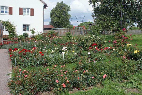 noeggenschwiel_rosen1.jpg - Das Rosendorf macht seinem Namen alle Ehre. Leider waren schon viele Rosen verblüht bzw. durch den vielen Regen nicht mehr so schön. Aber in voller Blütenzeit muss es ein traumhafter Anblick sein.