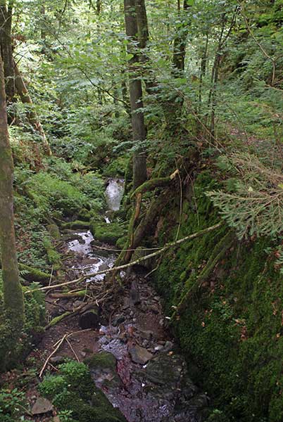 noeggenschwiel_rosenweg_wal.jpg - Der Wanderweg führt im Wald hinunter in eine Schlucht und geht dann recht steil wieder hoch nach Nöggenschwiel.