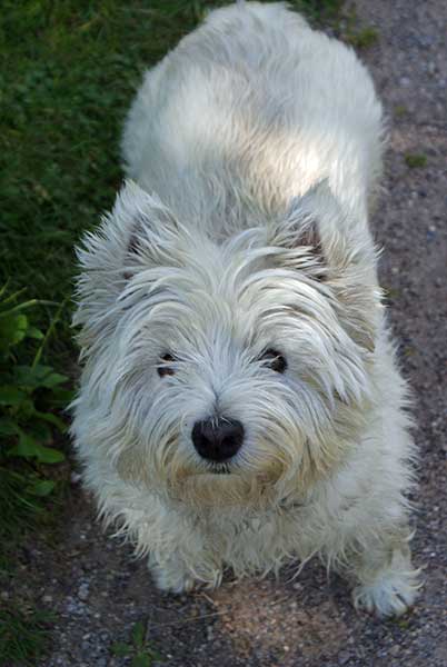 todtmoos_lulu2.jpg - Das ist Lulu, Legro's Ferienbekanntschaft