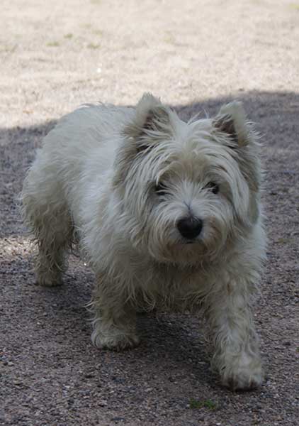 todtmoos_lulu3.jpg - Lulu ist schon 14 Jahre alt