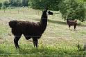 lamas