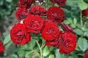 noeggenschwiel_rosen2