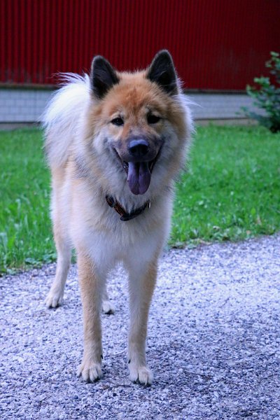 IMG_3163.jpg - Okelani mit gut 2 Jahren