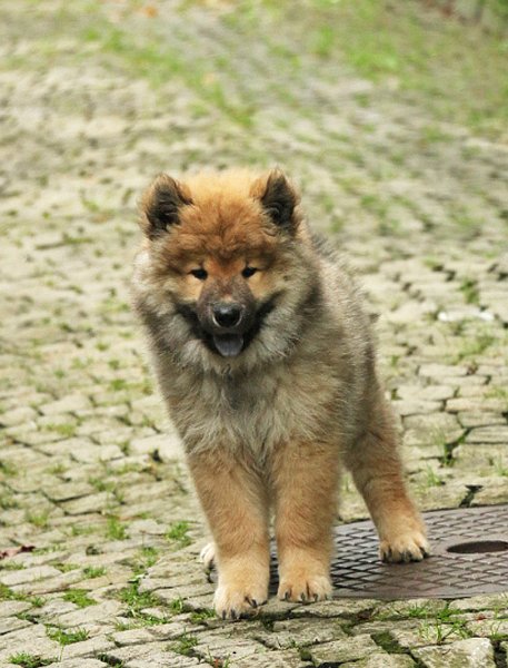 IMG_3507.jpg - Wir waren zu Besuch bei Nanuk