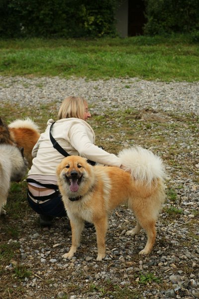 IMG_4035.jpg - Kein-Ohr-Eurasier Okelani...