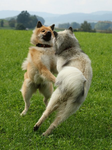 IMG_4238.jpg - Abgehobene Eurasier-Girls: Okelani und Ora