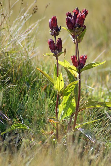 bergblumen.jpg - Ein Stück Natur