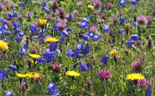 blumenwiese.jpg - Bunte Berglumenwiese