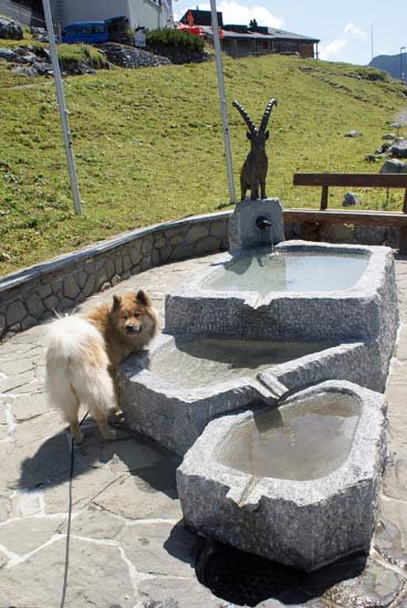 brunnen_ganz.jpg - Steinbock-Dorfbrunnen