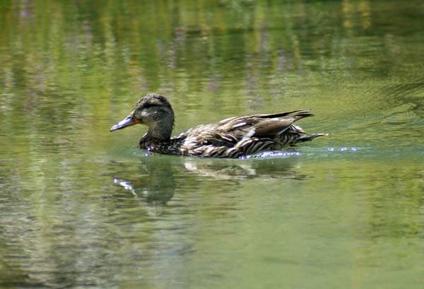 ente_1.jpg - Nebst vielen Fischen gibt es auch Enten