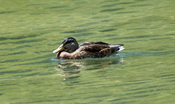 ente_2.jpg