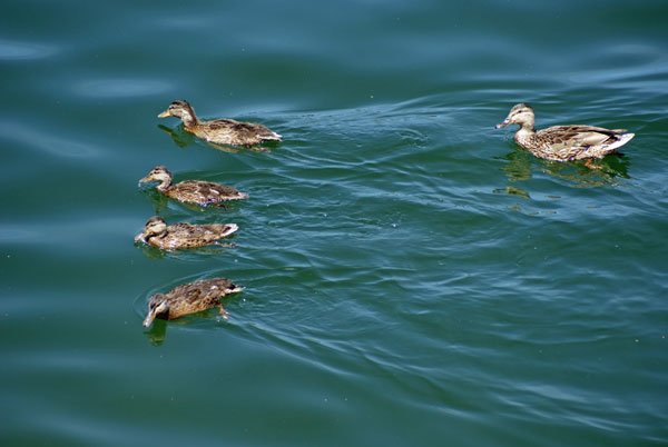 entenfamilie_2.jpg - Entenfamilie