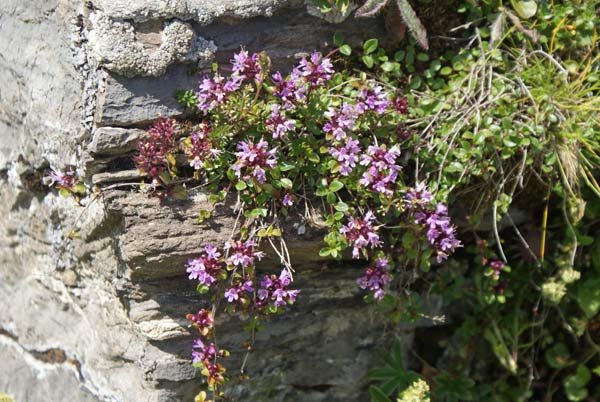 felsenblumen.jpg