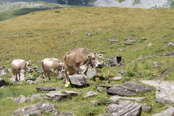 kuehe_wanderweg.jpg - Die Kühe sind frei unterwegs