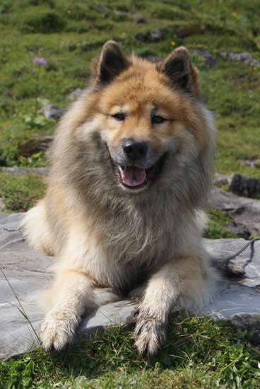 legro_frontal.jpg