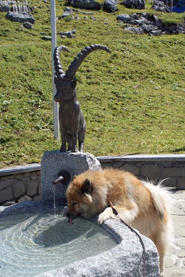 steinbock_brunnen.jpg - Legro stillt schon mal seinen Durst