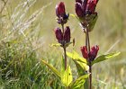 bergblumen