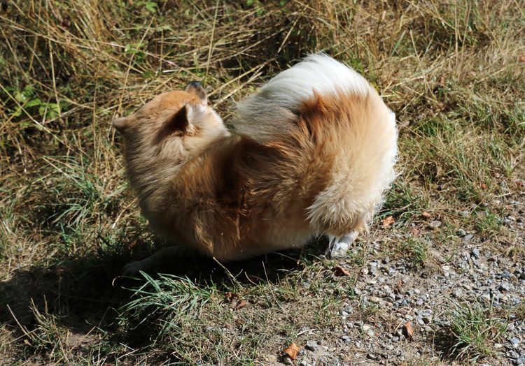 IMG_8362.jpg - Nach dem Baden "trocknet" sich Phoebe im Gras ab