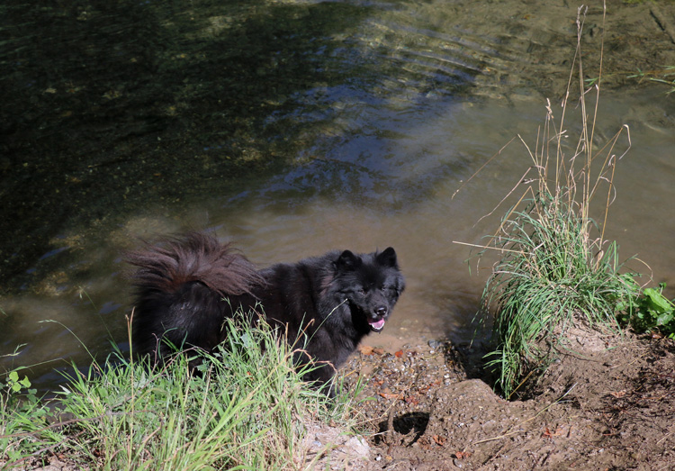 IMG_8369.jpg - Finn ist etwas wasserscheu - für ihn ist Wasser zum trinken da, nicht zum baden...