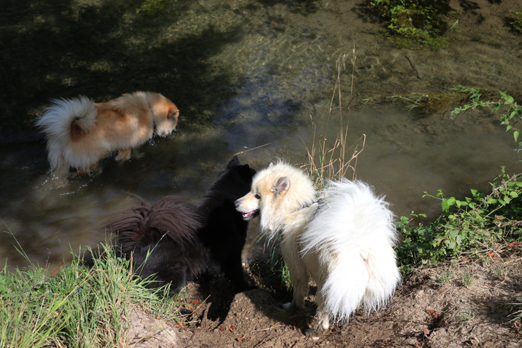 IMG_8372.jpg - Phoebe, Finn und Gwen