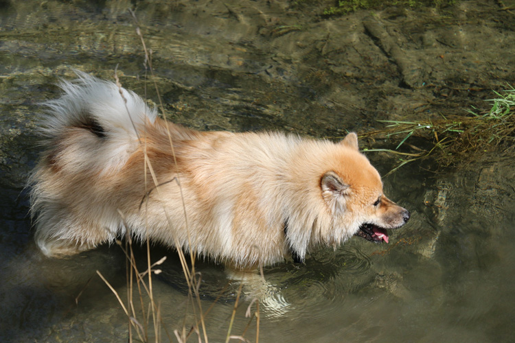 IMG_8376.jpg - Phoebe ist eine total Wasserratte