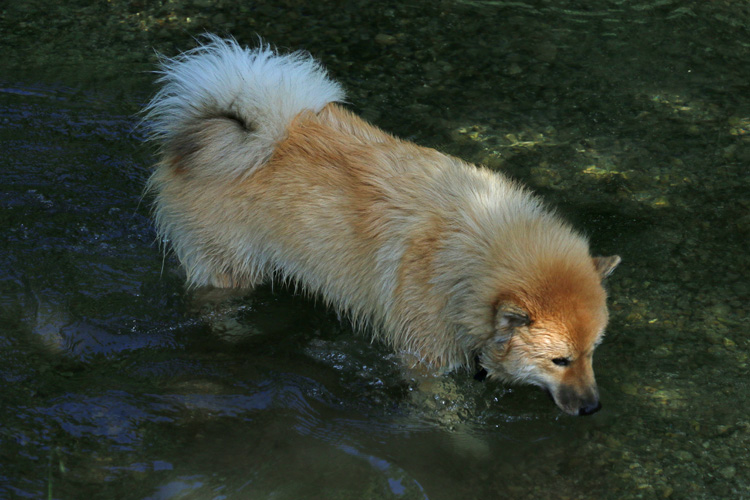 IMG_8407.jpg - Phoebe beim Kneippen...